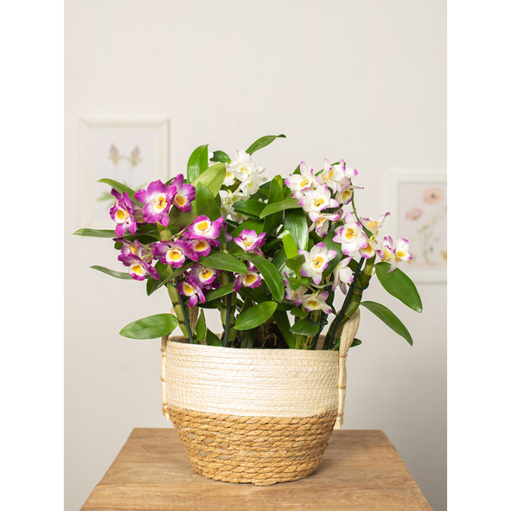 Dendrobium szlachetne | Tomaszewski