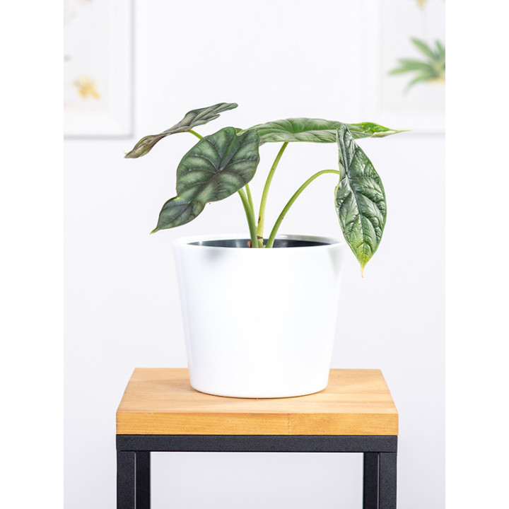Alokazja 'Black Velvet' | Alocasia 'Black Velvet'