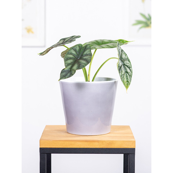 Alokazja 'Black Velvet' | Alocasia 'Black Velvet'