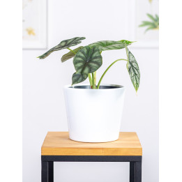 Alokazja 'Black Velvet' | Alocasia 'Black Velvet'