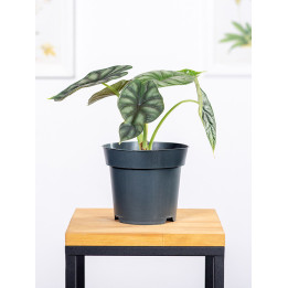 Alokazja 'Black Velvet' | Alocasia 'Black Velvet'