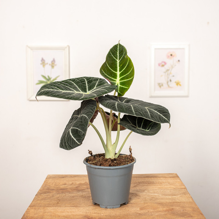 Alokazja 'Black Velvet' | Alocasia 'Black Velvet'
