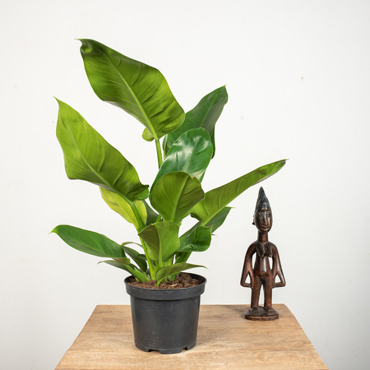 Filodendron 'Imperial Green' | Tomaszewski