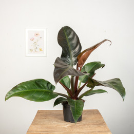 Filodendron 'Imperial Red' | Tomaszewski