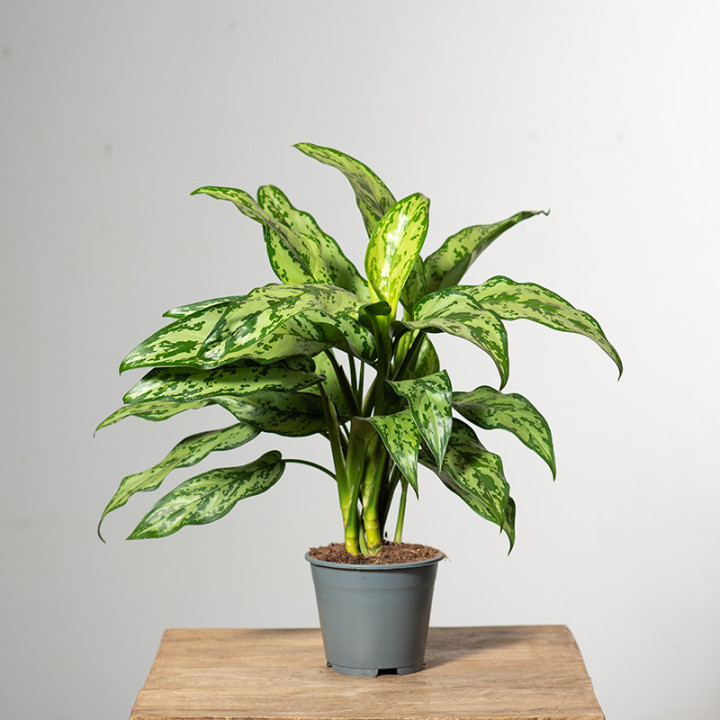 Aglonema 'Romeo'