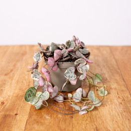 Ceropegia woodii 'Variegata' | Tomaszewski