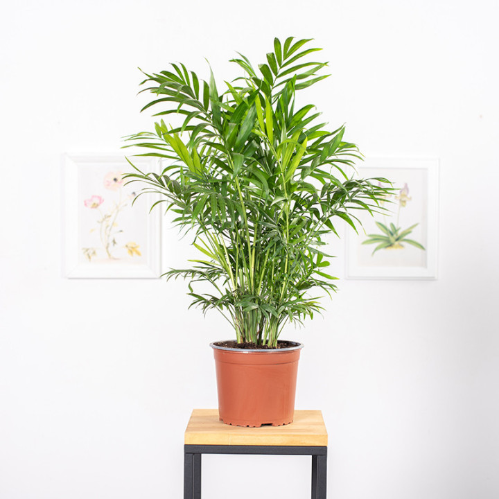 Chamedora wytworna | Chamaedora elegans | Roślina doniczkowa