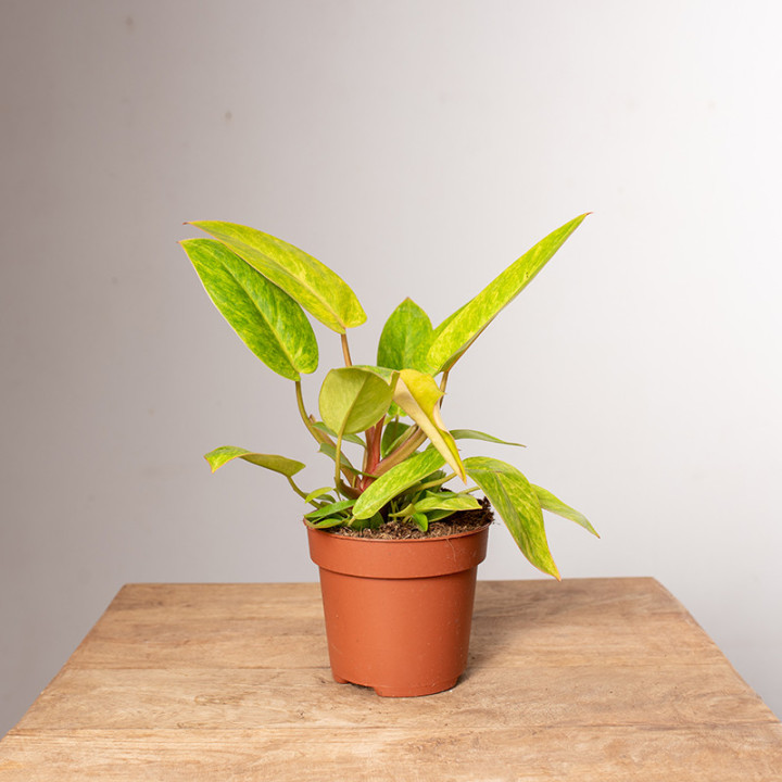 Filodendron 'Painted Lady' | Mały