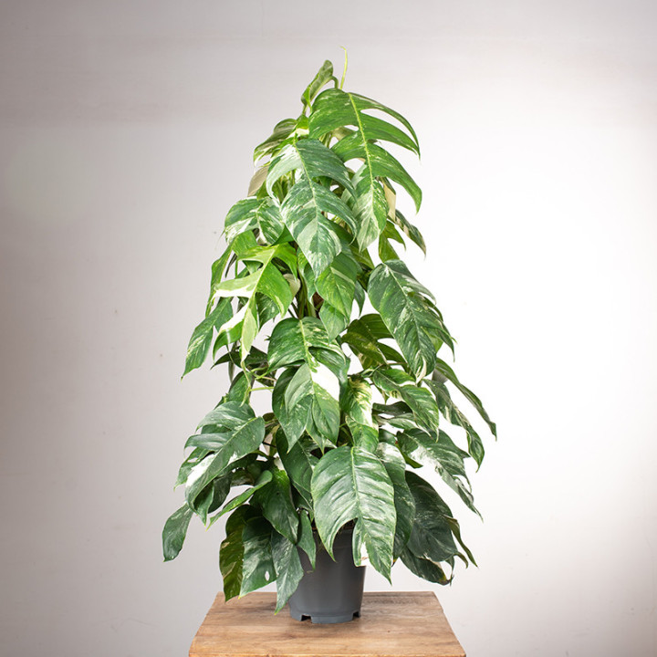 Epipremnum pinnatum 'Variegata' | Na pniu