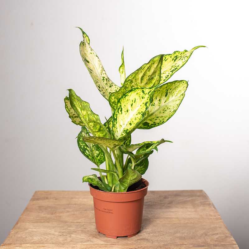 Difenbachia 'Amy'