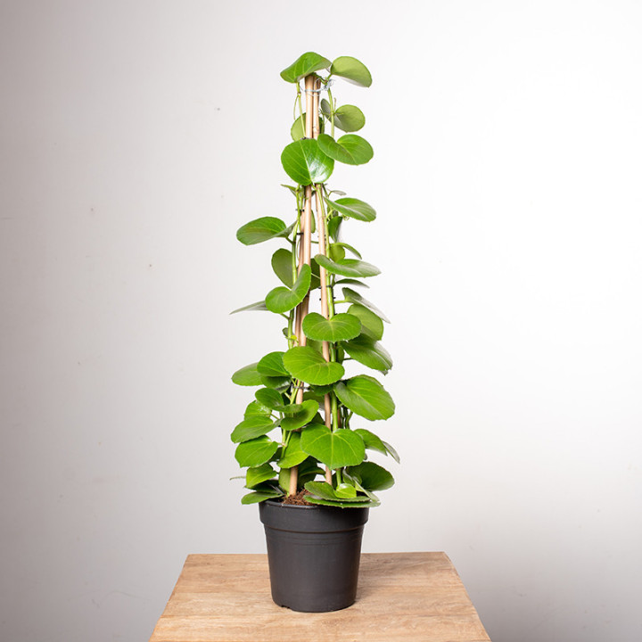 Cissus rotundifolia