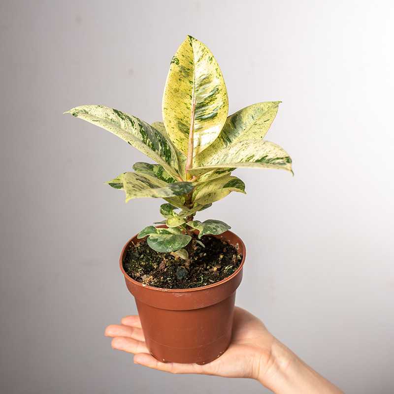 Fikus 'Moonshine'