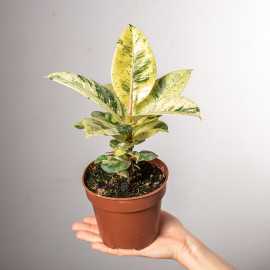 Fikus 'Moonshine'