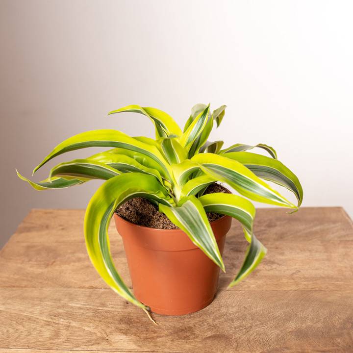 Dracena 'Lemon Surprise'