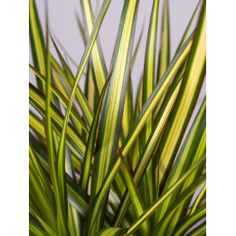 Dracena 'Sunray'
