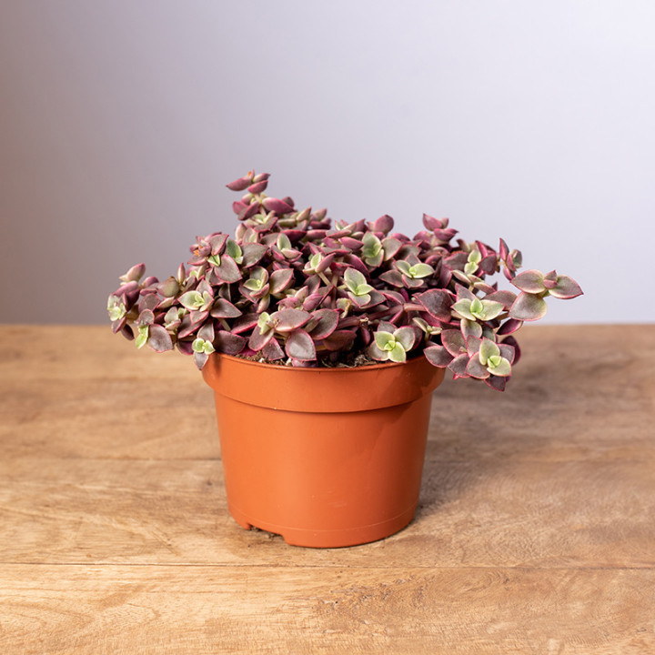 Grubosz marginalis 'Variegata'