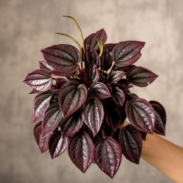 Peperomia 'Cayenne'