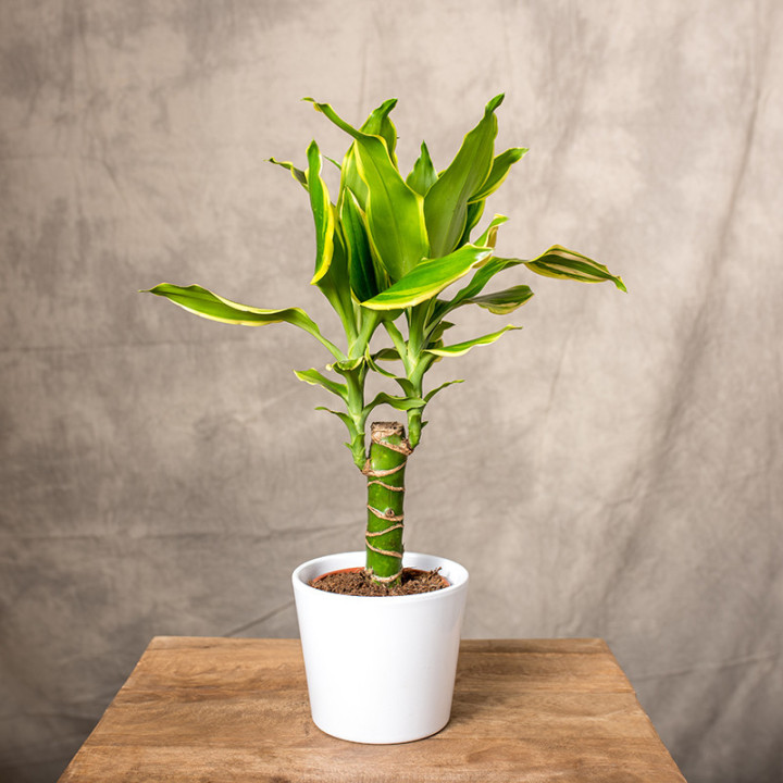 Dracena 'Golden Coast' | Tomaszewski