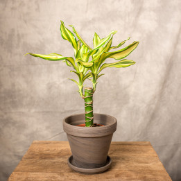Dracena 'Yellow Coast' | Tomaszewski