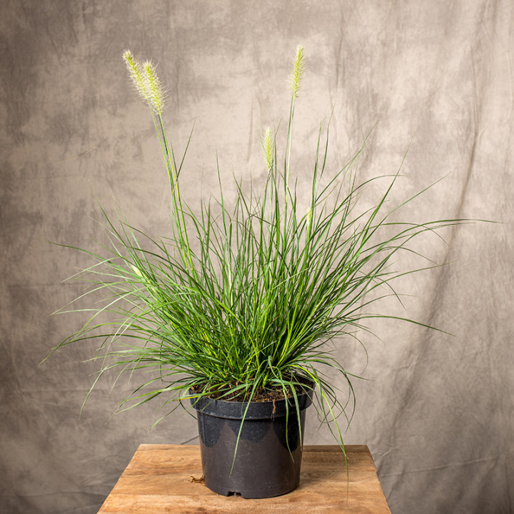 Lawenda wąskolistna | Lavandula angustifolia