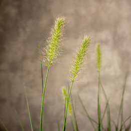 Lawenda wąskolistna | Lavandula angustifolia