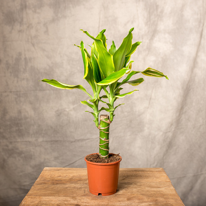 Dracena 'Golden Coast' | Tomaszewski