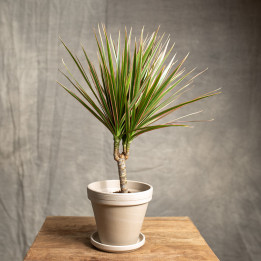 Dracena 'Bicolor' | Tomaszewski