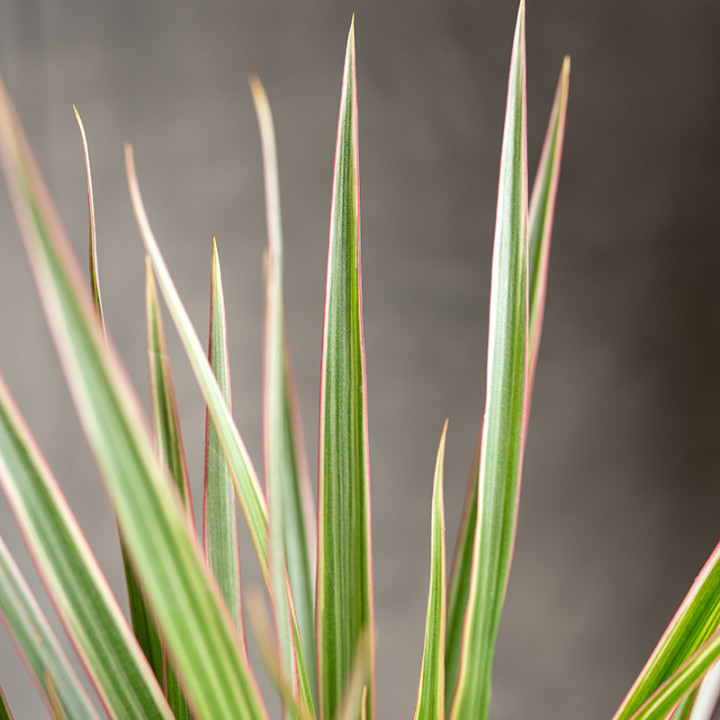 Dracena 'Bicolor' | Tomaszewski