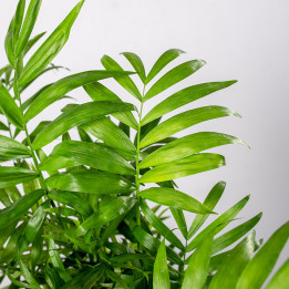 Chamedora wytworna | Chamaedora elegans | Roślina doniczkowa
