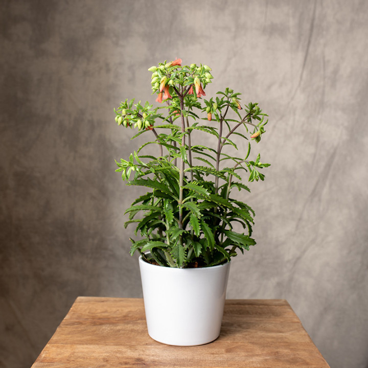 Kalanchoe 'Lucky Bells' | Tomaszewski