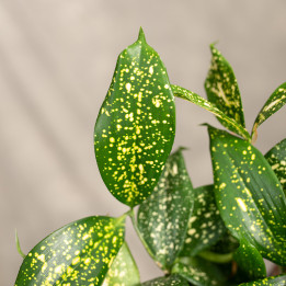 Dracena 'Florida Beauty' | Tomaszewski