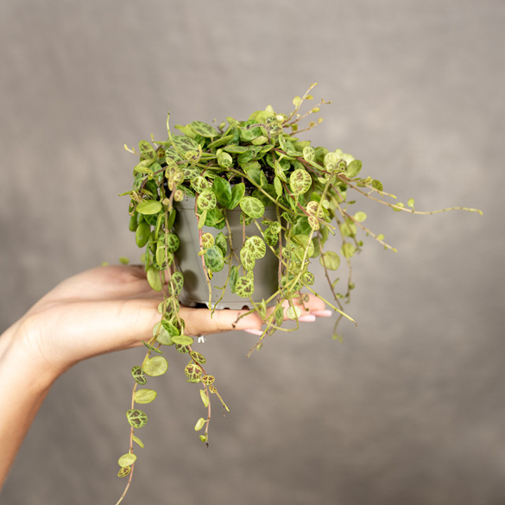 Peperomia prostrata 'Pepperspot' | Tomaszewski