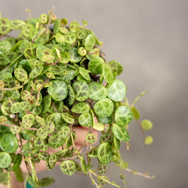 Peperomia prostrata 'Pepperspot' | Tomaszewski