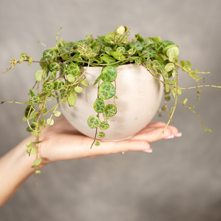 Peperomia prostrata 'Pepperspot' | Tomaszewski