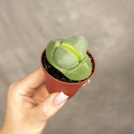 Lithops Żywe Kamienie | Tomaszewski