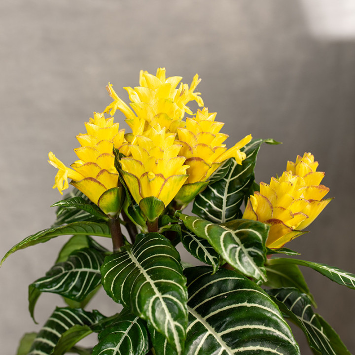 Afelandra 'Dania' | Aphelandra squarrosa 'Dania'