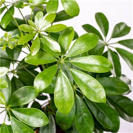 Szeflera 'Nora'