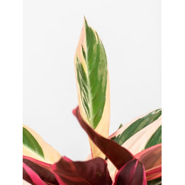 Stromante 'Triostar'