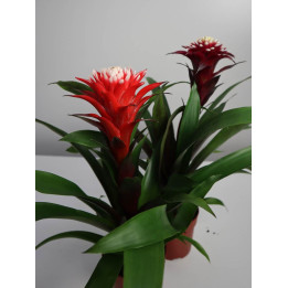 Guzmania 'Francesca'