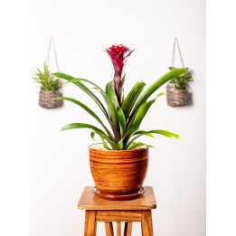 Guzmania 'Francesca'