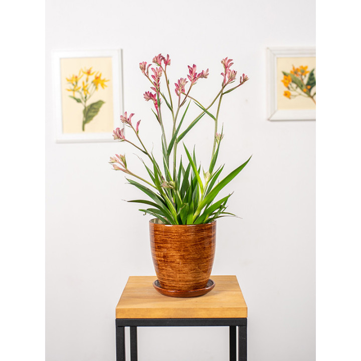 Anigozantos 'Beauty Red'