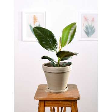 Fikus 'Robusta'