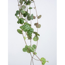 Ceropegia woodii