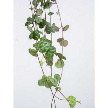 Ceropegia woodii