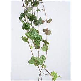 Ceropegia woodii