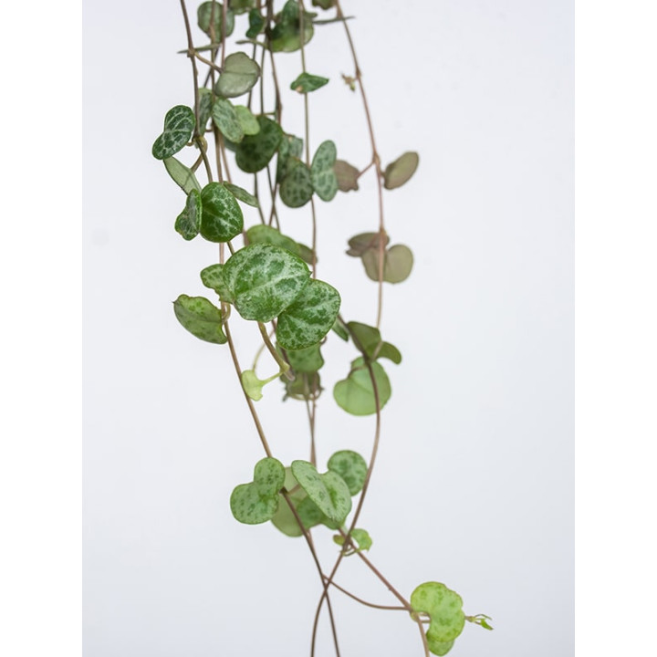 Ceropegia woodii