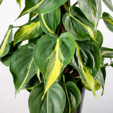 Filodendron 'Brasil' | Wiszący