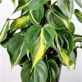 Filodendron 'Brasil' | Wiszący