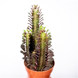 Wilczomlecz 'Rubra'