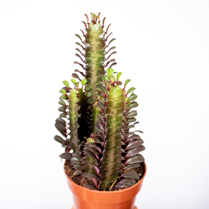 Wilczomlecz 'Rubra'